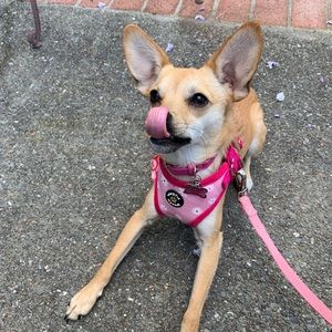 Meet your Posher, Amelia